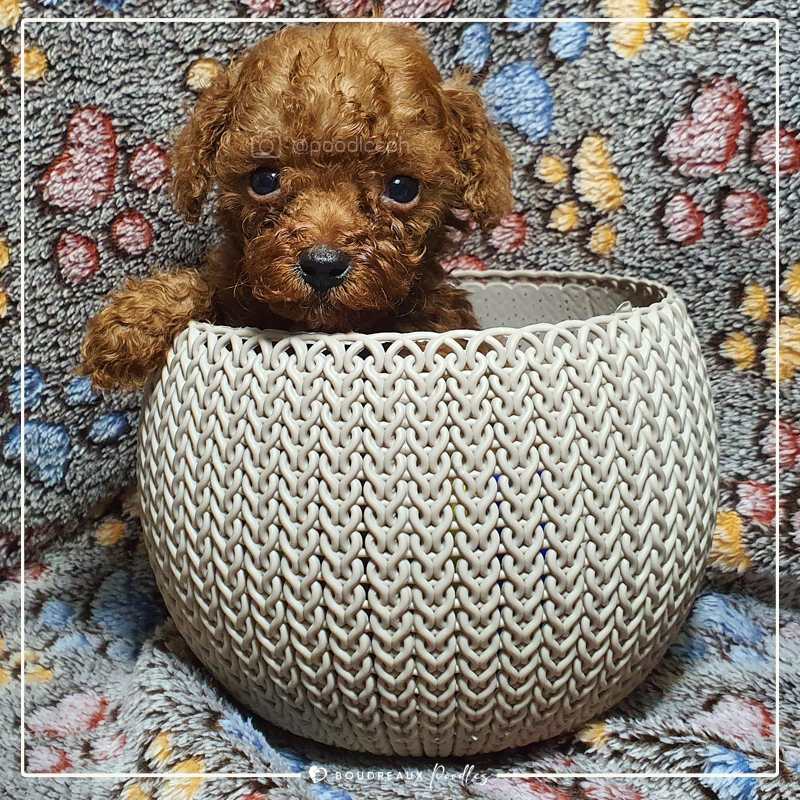 Vada Devine · Tiny Toy Poodle · Boudreaux Kennel