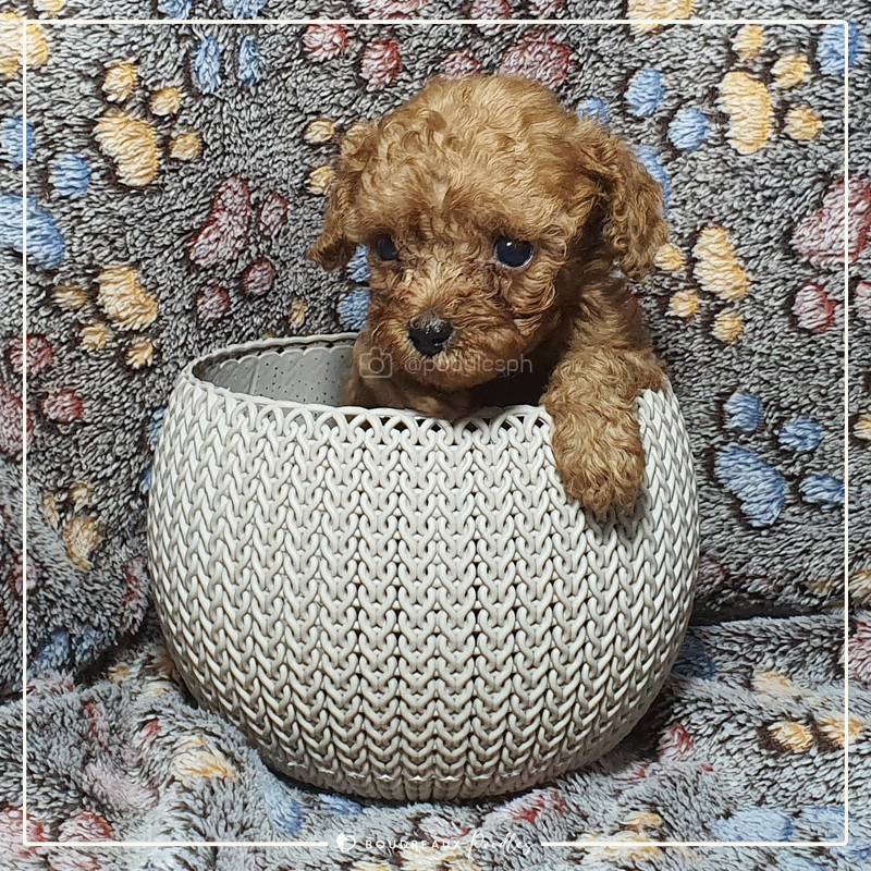 Vera Denisse · Tiny Toy Poodle · Boudreaux Kennel