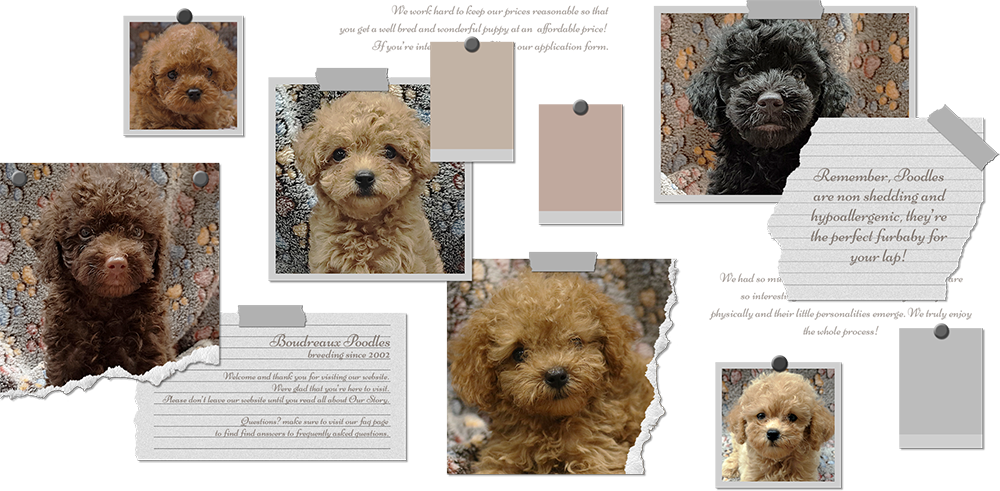 Boudreaux Kennel · Reputable Poodle Breeder Since 2002 · Manila, Philippines