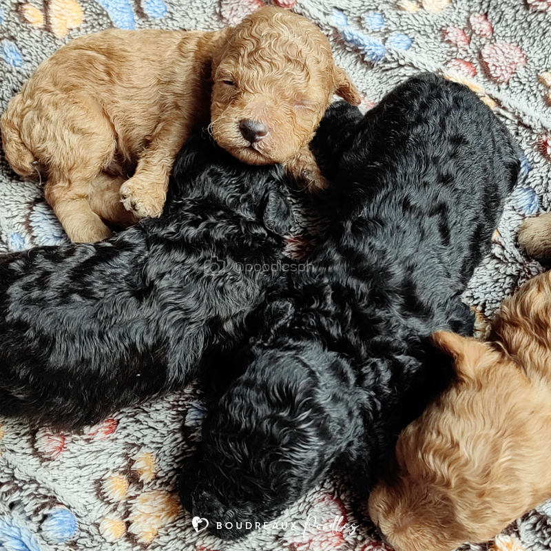 What Makes This Aug 2022 Puppies Batch Special? · Boudreaux Kennel