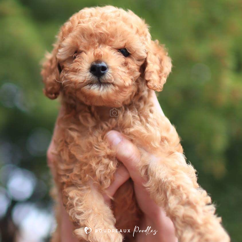 Poodle Puppies For Sale · Manila, Philippines · Boudreaux Kennel