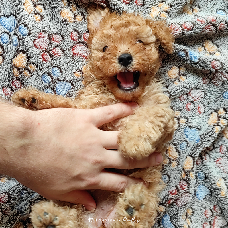 Cara Alaina · Red Toy Poodle · Boudreaux Kennel