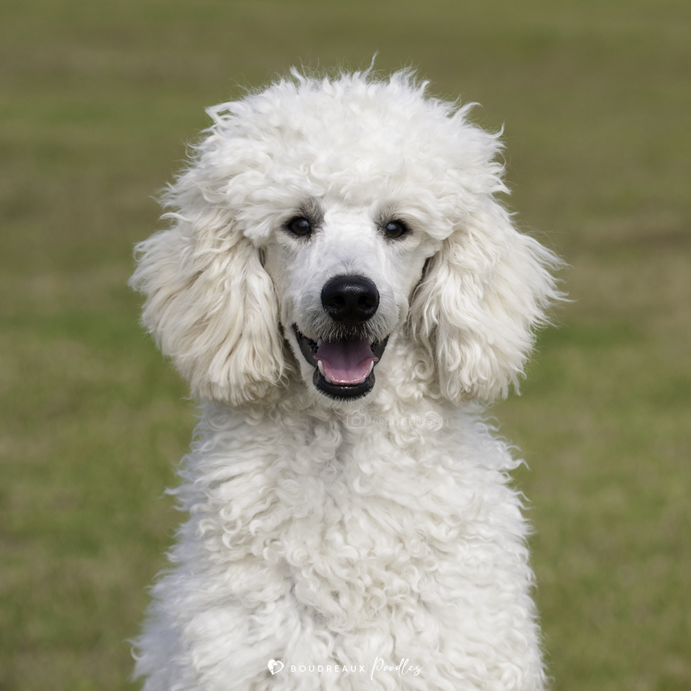 Poodle Growth Stages: From Pup to Adult · Boudreaux Kennel