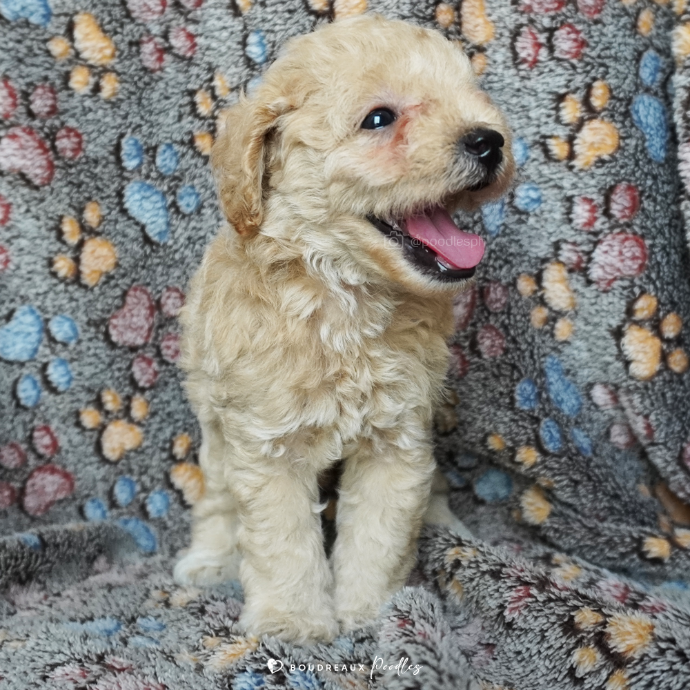 Drake Deon · Cream oy Poodle · Boudreaux Kennel