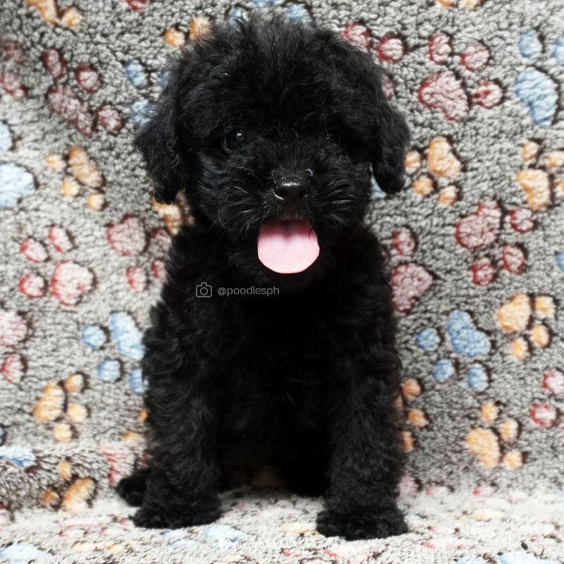 Eli Bennett · Toy Poodle · Boudreaux Kennel