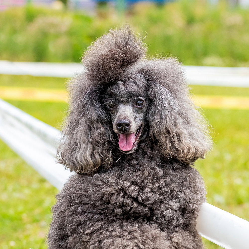 Why Does My Poodle Get Dandruff? · Boudreaux Kennel