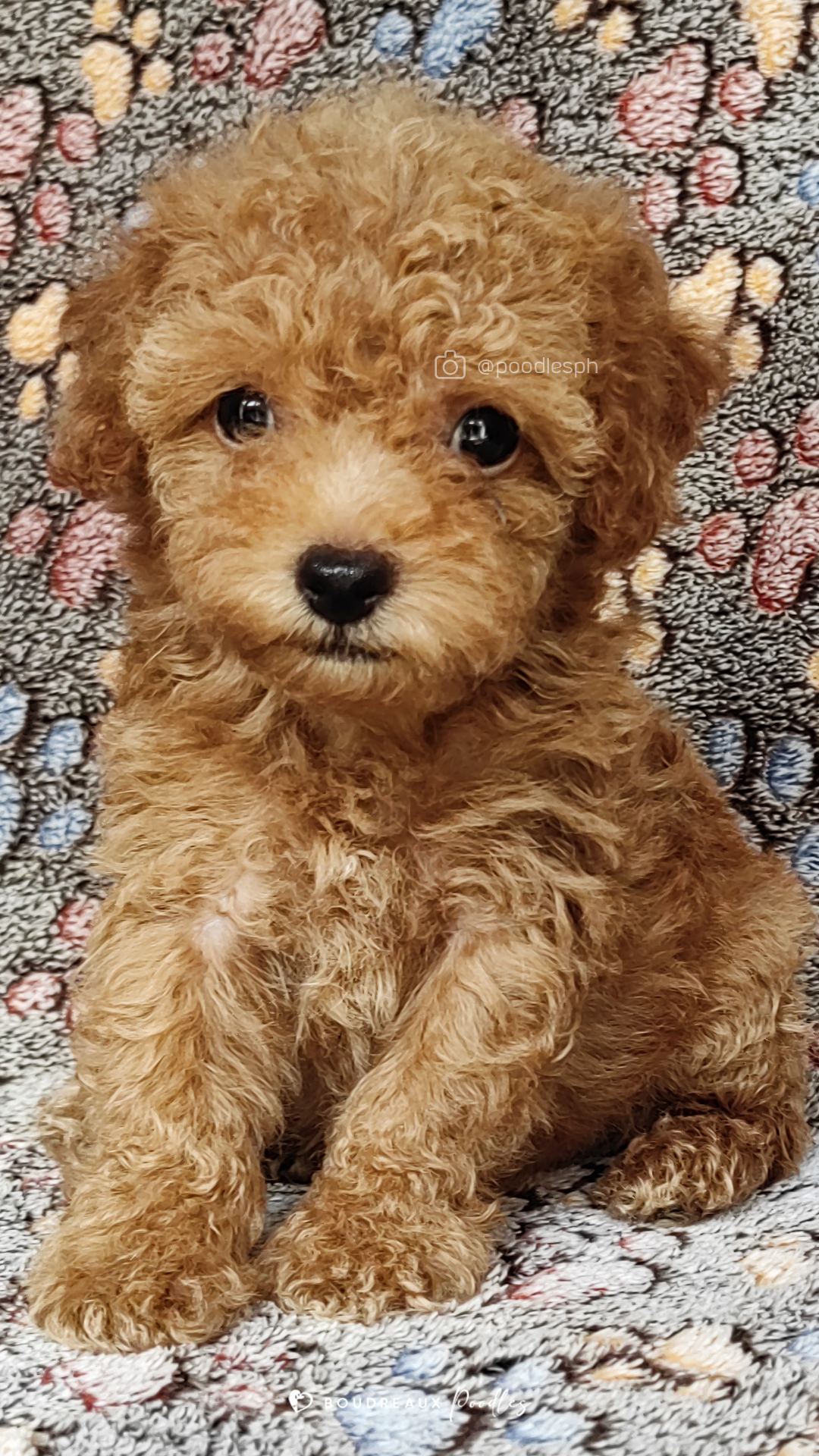 Aiden Cartier · Toy Poodle · Boudreaux Kennel