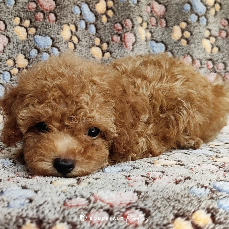 Aiden Cartier · Toy Poodle · Boudreaux Kennel