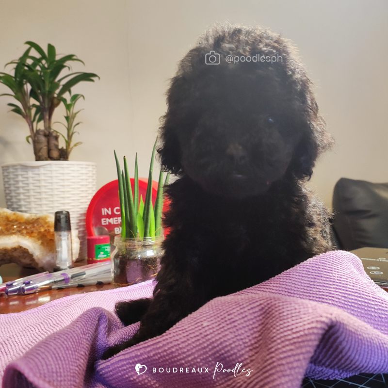 Amelia Dior · Toy Poodle · Boudreaux Kennel