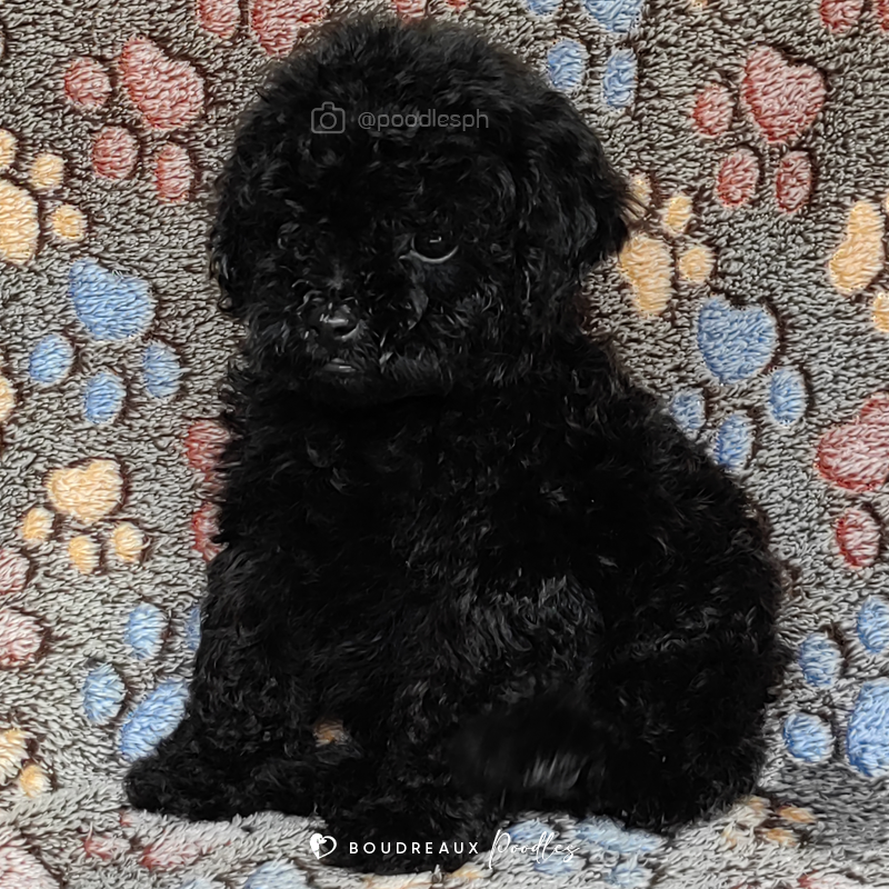 Amelia Dior · Toy Poodle · Boudreaux Kennel