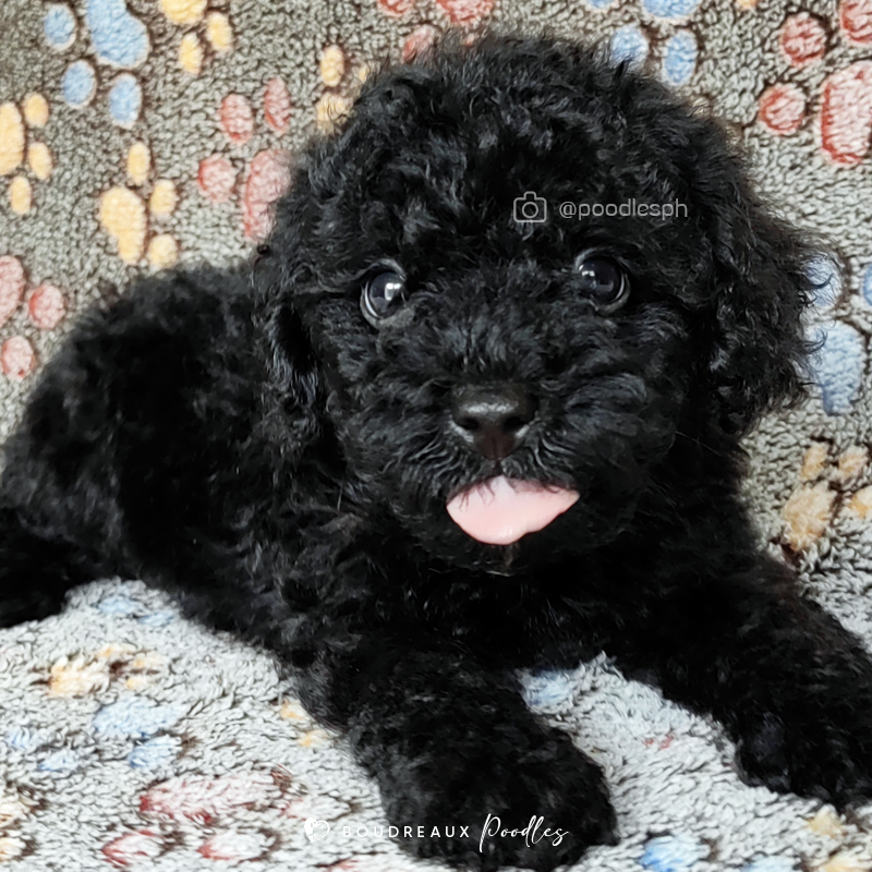 Boudreaux Kennel · Poodle Breeder · Manila, Philippines