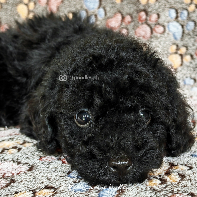 Amica Balmain · Toy Poodle · Boudreaux Kennel