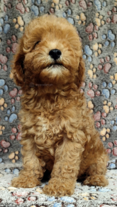 Andre Armani · Toy Poodle · Boudreaux Kennel