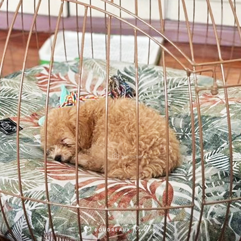 Beau Eiden · Miniature Poodle · Boudreaux Kennel