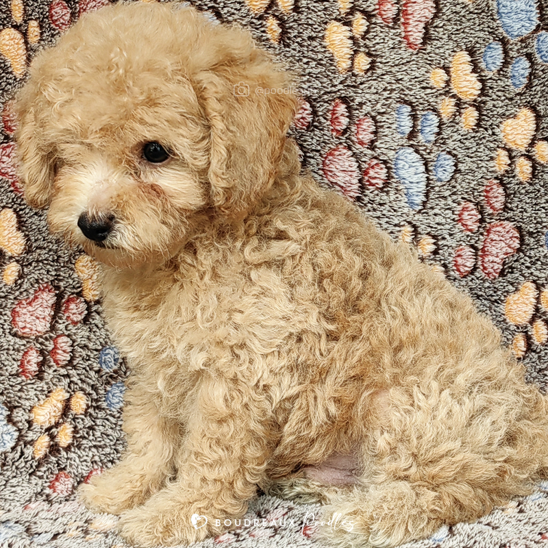 Beau Eiden · Miniature Poodle · Boudreaux Kennel