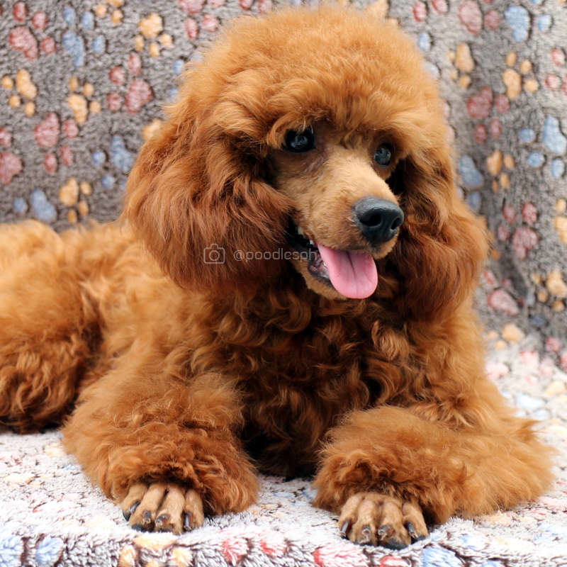 Vital Info About Adopting a Boudreaux Poodle Puppy · Boudreaux Kennel