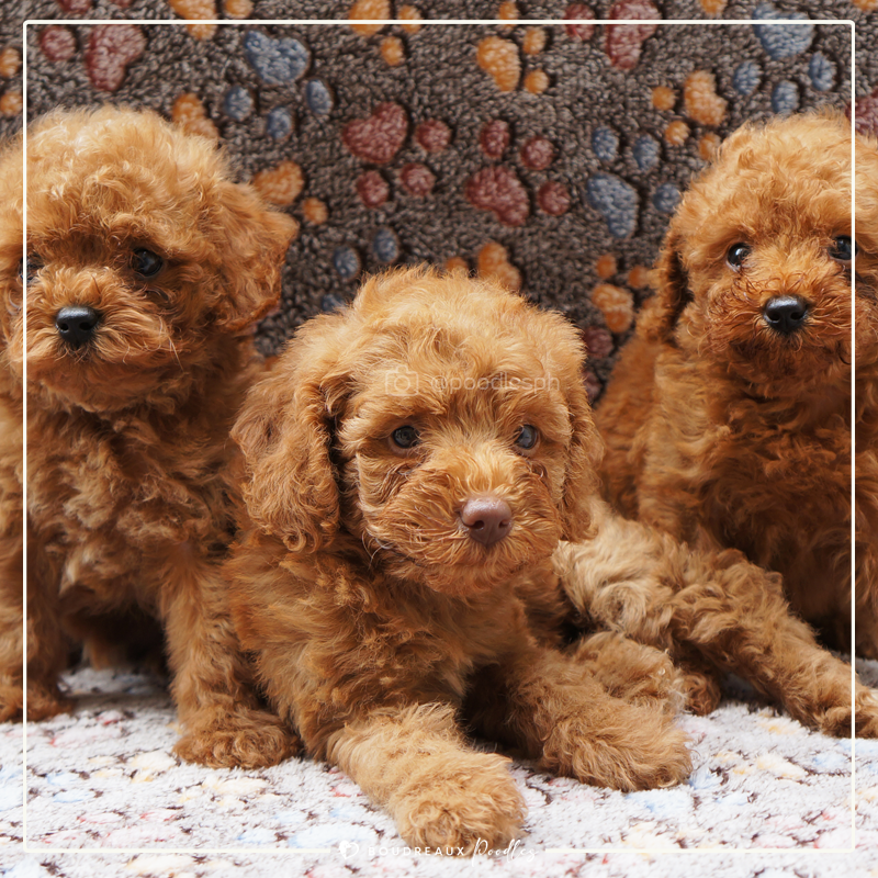 Boudreaux Poodle Puppy Application