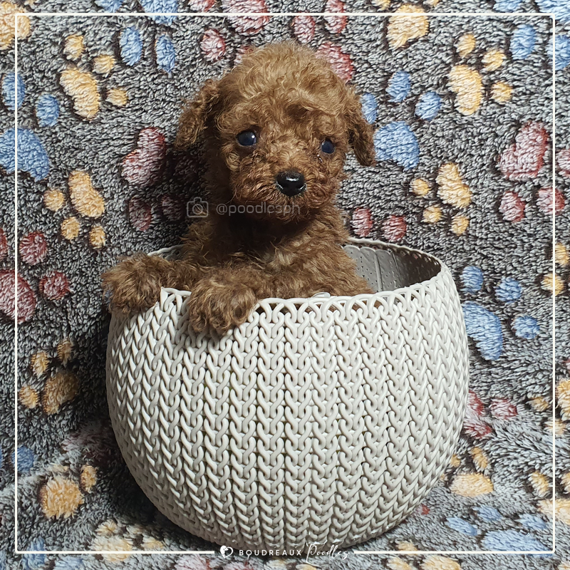 Vaugn Declan · Tiny Toy Poodle · Boudreaux Kennel