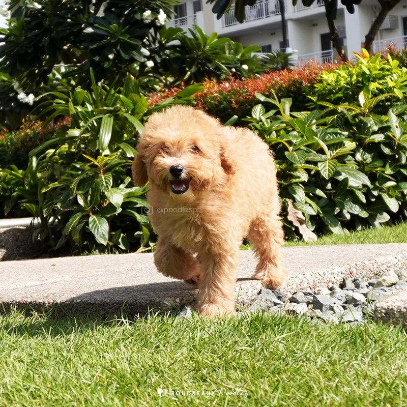 Drea Camila · Toy Poodle · Boudreaux Kennel