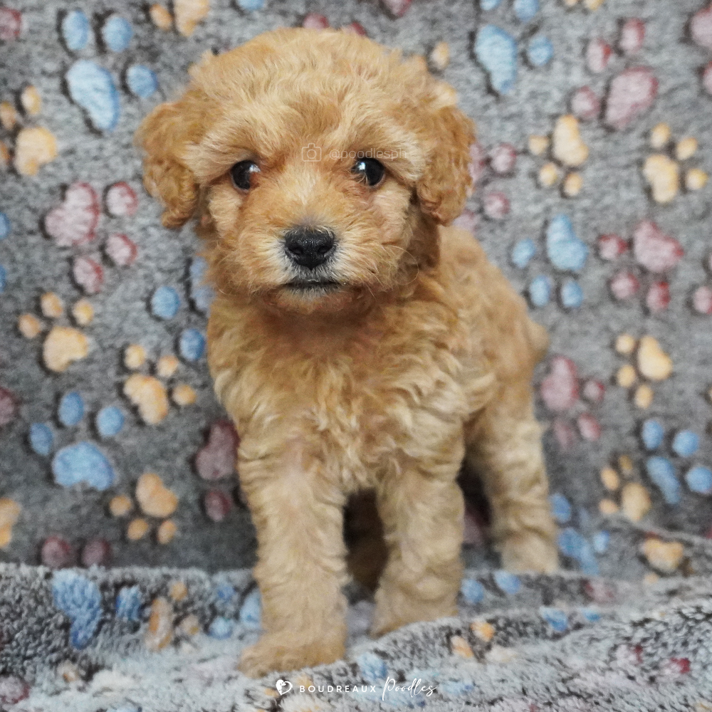 Drea Camila · Apricot Toy Poodle · Boudreaux Kennel