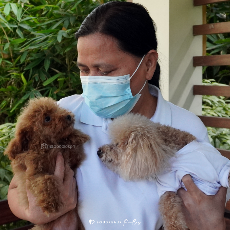 Elisea Adelle · Toy Poodle · Boudreaux Kennel