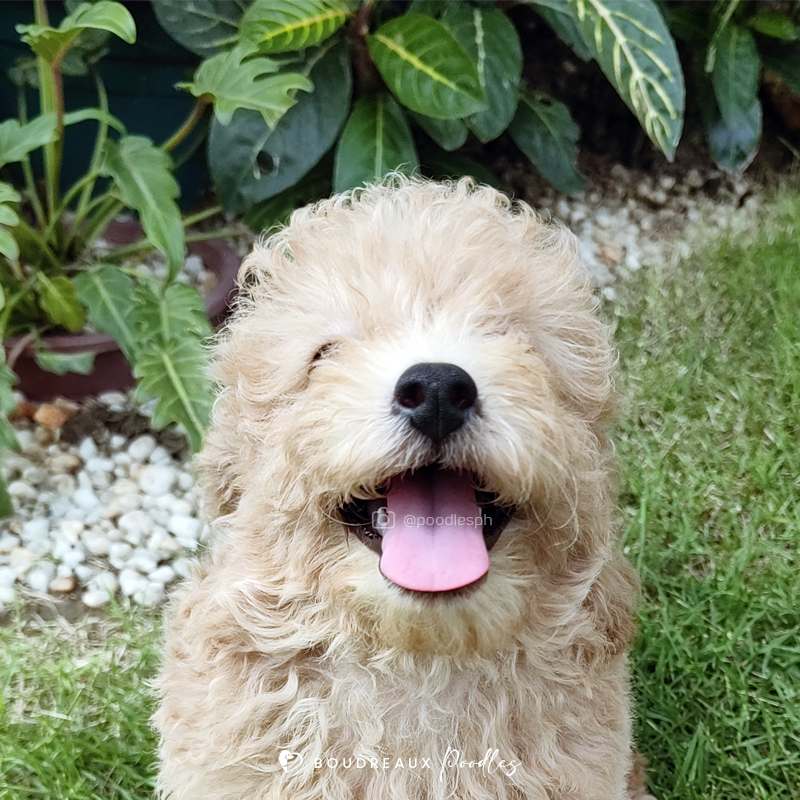 How To Stop Excessive Barking · Boudreaux Poodles