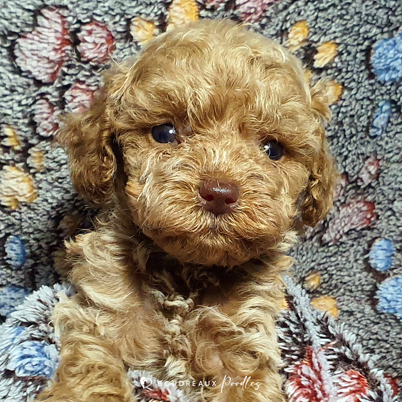 Elyse Malika · Tiny Toy Poodle · Boudreaux Kennel