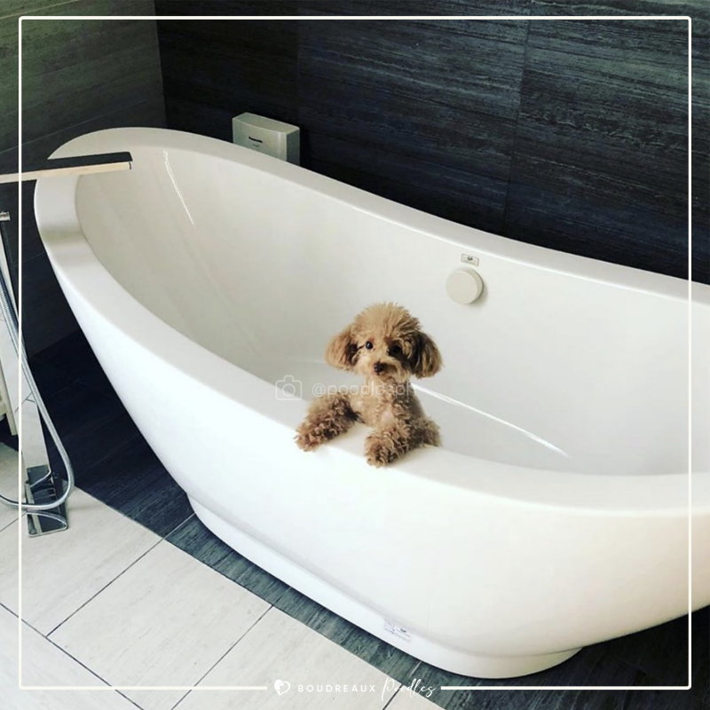 Suri Geline · Tiny Toy Poodle · Boudreaux Kennel