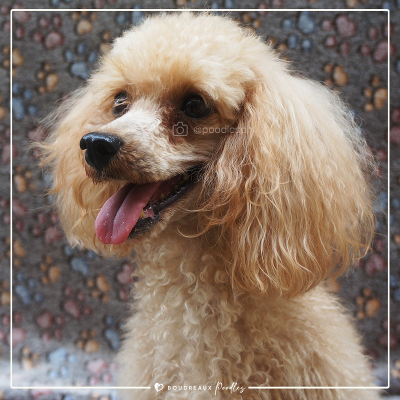 Poodle Breeder In Philippines · Boudreaux Kennel