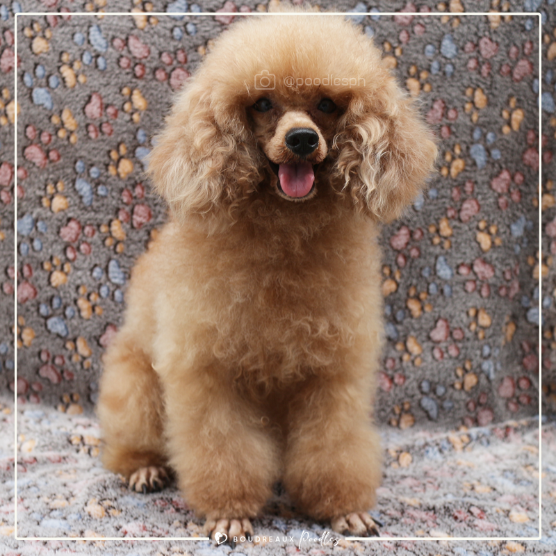 What Is A Poodle’s Life Expectancy? · Boudreaux Kennel