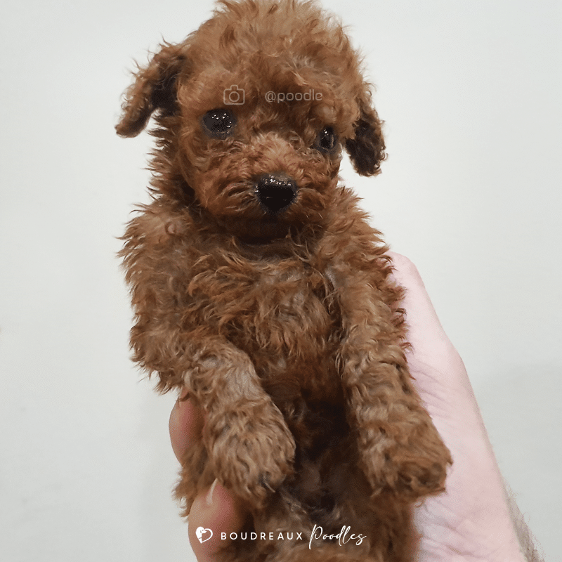 Vaugn Declan · Tiny Toy Poodle · Boudreaux Kennel