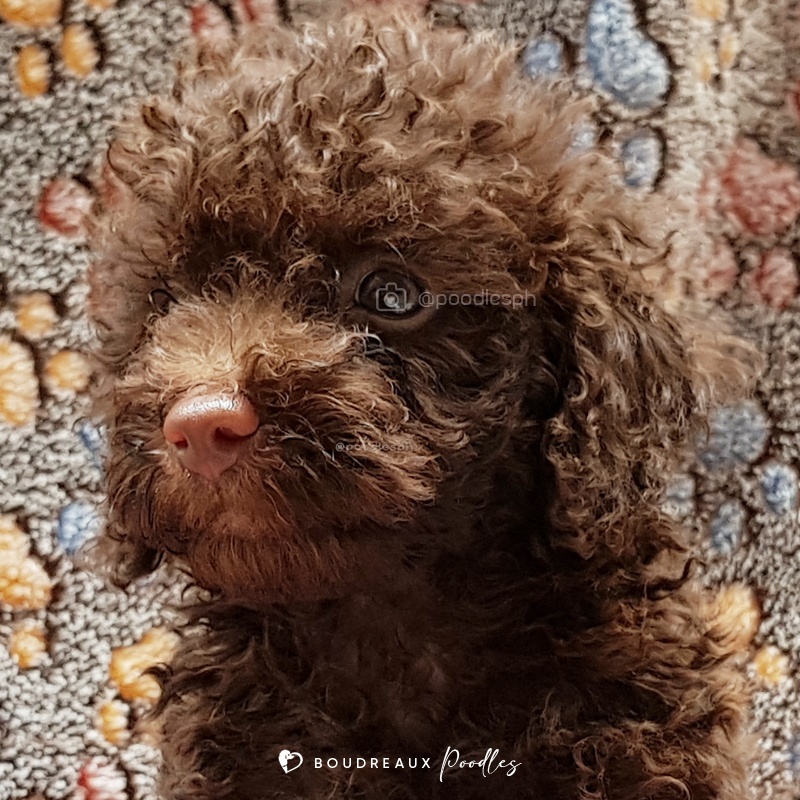 Poodle Puppy Waitlist · Boudreaux Kennel