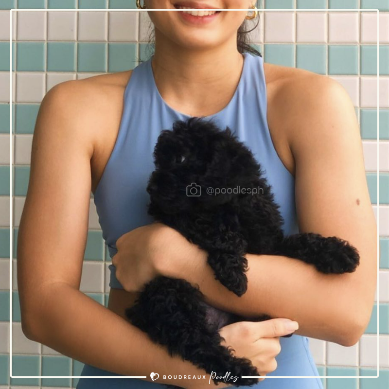 Willow Alivia · Toy Poodle · Boudreaux Kennel