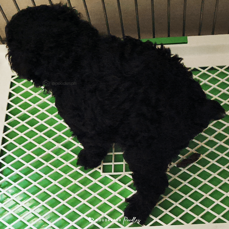 Fin Alistair · Toy Poodle · Boudreaux Kennel