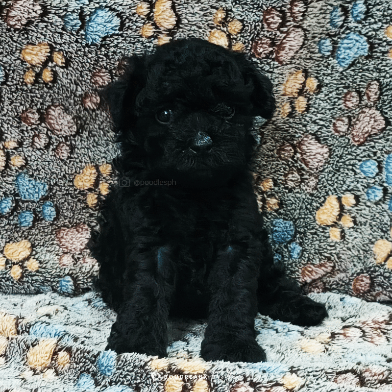 Fin Alistair · Toy Poodle · Boudreaux Kennel