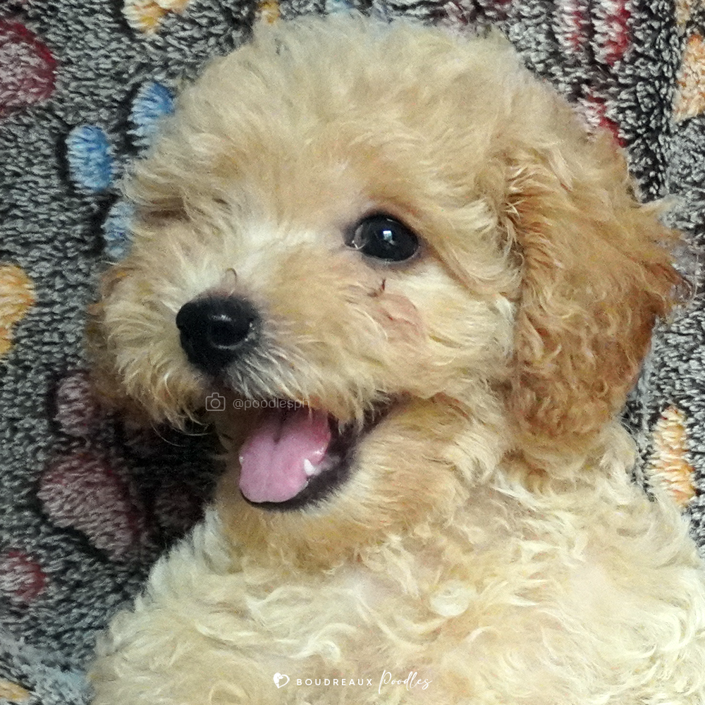 Drake Deon · Toy Poodle · Boudreaux Kennel